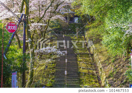 Miidera（Onjoji）通往Kannondo的長樓梯，就在正門旁邊，櫻花季節 101467553
