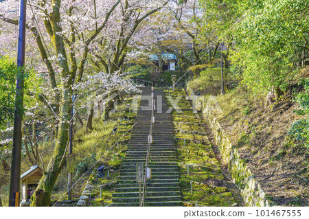 Miidera (Onjoji) long stairs leading to Kannondo, right next to the main gate, cherry blossom season Miidera (Onjoji) long stairs leading to Kannondo, right next to the main gate, cherry blossom season 101467555