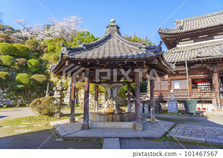 Mii-dera (Onjo-ji) Kannondo Chozuya, 櫻花季 101467567