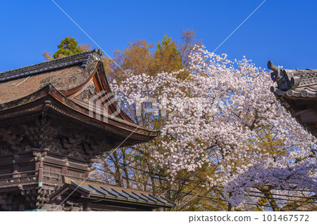 三井寺（音城寺） 南院不動所伽藍鐘樓 櫻花映襯著春天的藍天 101467572