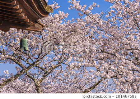 Mii-dera Temple (Onjo-ji Temple) Moon-viewing stage with cherry blossoms 101467592