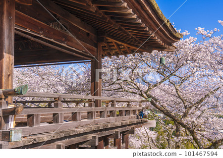 Mii-dera Temple (Onjo-ji Temple) Moon-viewing stage with cherry blossoms 101467594