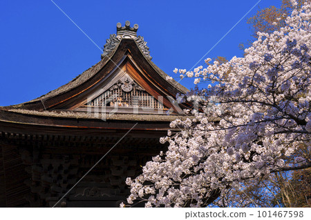 櫻花環繞的三井寺鐘樓（南院不動所伽藍） 101467598