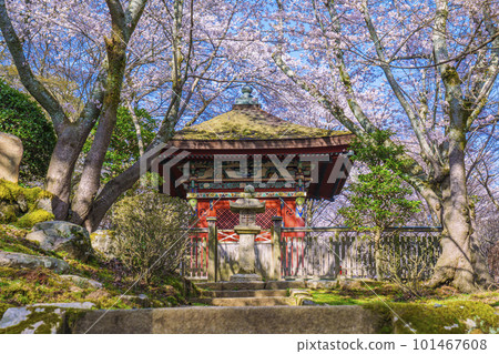 被櫻花環繞的三井寺(音城寺)毗沙門堂 被櫻花環繞的三井寺(音城寺)毗沙門堂 101467608