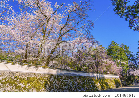 Mii-dera（Onjo-ji Temple）Kangakuin的石牆和盛開的櫻花 101467613