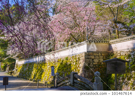 三井寺(音城寺) 村雲橋 康覺院的石牆和盛開的櫻花 三井寺(音城寺) 村雲橋 康覺院的石牆和盛開的櫻花 101467614