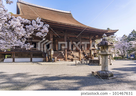 Miidera (Onjoji) Kondo and beautiful scenery of cherry blossoms 101467631