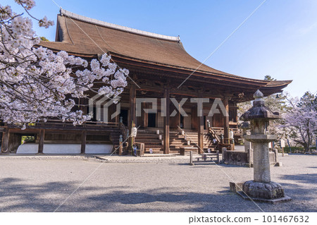 Miidera (Onjoji) Kondo and beautiful scenery of cherry blossoms 101467632
