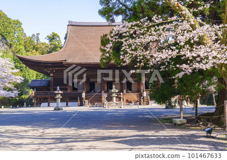 Miidera (Onjoji) Kondo and beautiful scenery of cherry blossoms 101467633