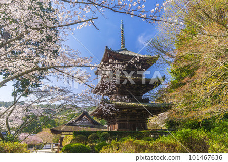 Mii-dera (Onjo-ji) three-storied pagoda surrounded by cherry blossoms 101467636