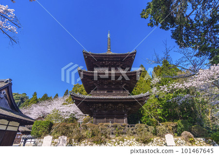 Mii-dera (Onjo-ji) three-storied pagoda surrounded by cherry blossoms 101467645