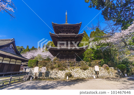 Mii-dera (Onjo-ji) three-storied pagoda surrounded by cherry blossoms Mii-dera (Onjo-ji) three-storied pagoda surrounded by cherry blossoms 101467646