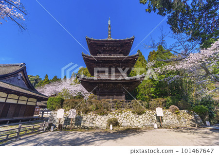 Mii-dera (Onjo-ji) 被櫻花包圍的三層寶塔 Mii-dera (Onjo-ji) 被櫻花包圍的三層寶塔 101467647