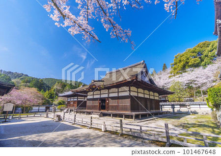 Miidera(Onjoji)Kanjodo Chohigomado櫻花盛開 Miidera(Onjoji)Kanjodo Chohigomado櫻花盛開 101467648