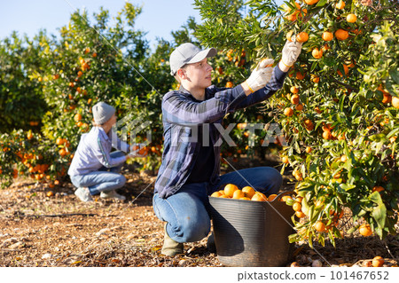 Farmer guy plucks tangerines and putting fruit in a busket Farmer guy plucks tangerines and putting fruit in a busket 101467652
