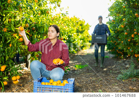 Positive busy young woman farmer worker harvesting local ripe tangerines in garden during sunny day 101467688