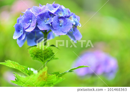 京都三室戶寺雨中綻放的繡球花 京都三室戶寺雨中綻放的繡球花 101468363