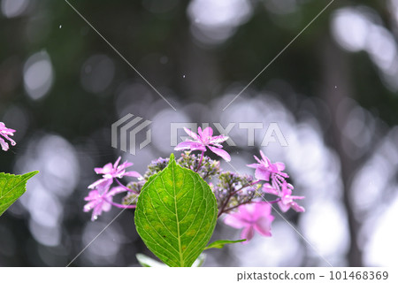 Hydrangea blooming in the rain at Mimurotoji Temple in Kyoto 101468369