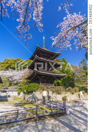 Mii-dera (Onjo-ji) three-storied pagoda surrounded by cherry blossoms Mii-dera (Onjo-ji) three-storied pagoda surrounded by cherry blossoms 101468402