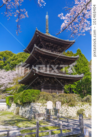 Mii-dera (Onjo-ji) three-storied pagoda surrounded by cherry blossoms Mii-dera (Onjo-ji) three-storied pagoda surrounded by cherry blossoms 101468404