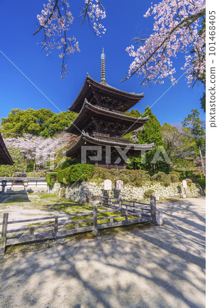 Mii-dera (Onjo-ji) 被櫻花包圍的三層寶塔 Mii-dera (Onjo-ji) 被櫻花包圍的三層寶塔 101468405