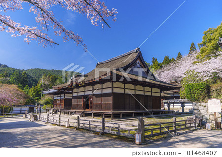 Miidera (Onjoji) Kanjodo Chohigomado Cherry blossoms in full bloom 101468407