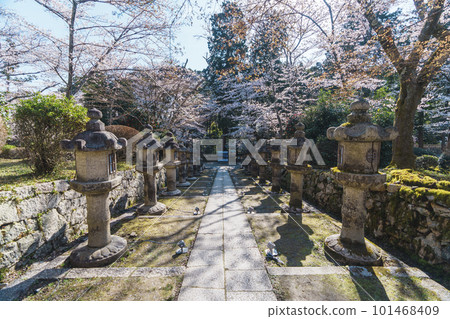 Mii-dera Temple (Onjo-ji Temple) In front of the four-legged gate, Toin Tandai lantern, cherry blossom season Mii-dera Temple (Onjo-ji Temple) In front of the four-legged gate, Toin Tandai lantern, cherry blossom season 101468409