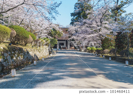 Miidera (Onjoji) Kondo and beautiful scenery of cherry blossoms Miidera (Onjoji) Kondo and beautiful scenery of cherry blossoms 101468411