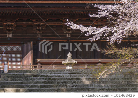Miidera (Onjoji) Kondo and cherry blossoms in full bloom 101468429