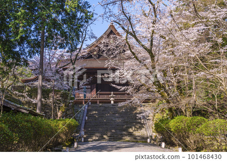 Miidera (Onjoji) Kondo and cherry blossoms in full bloom 101468430