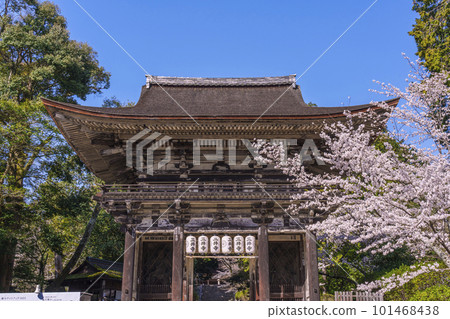 Mii-dera Temple (Onjo-ji Temple) Cherry blossoms and the Niomon Gate in the spring blue sky 101468438