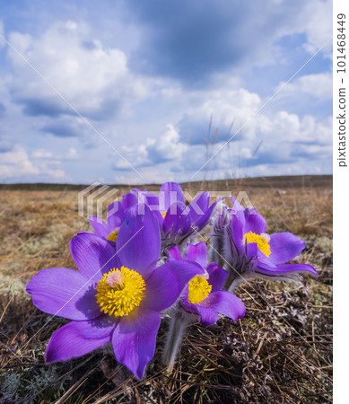 Pasqueflowers - Pulsatilla patens, blooming at spring in the forest 101468449