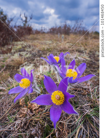 Pasqueflowers - Pulsatilla patens, blooming at spring in the forest 101468450