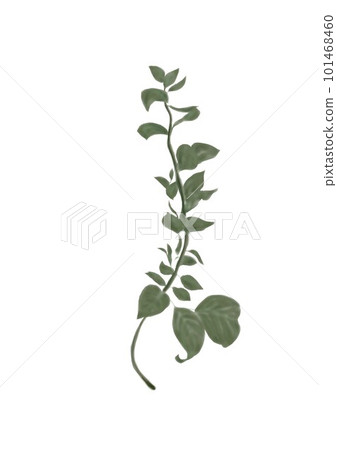 觀葉植物的一根扭曲的樹枝 觀葉植物的一根扭曲的樹枝 101468460