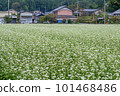 Landscape with a buckwheat field 101468486