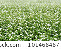 Soba field where white flowers bloomed 101468487