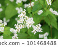 Soba field where white flowers bloomed 101468488