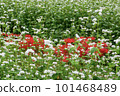 Buckwheat field with white flowers and amaryllis 101468489