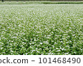 Soba field where white flowers bloomed 101468490