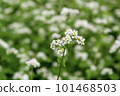 White buckwheat flowers 101468503