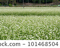 The white flowers of the buckwheat field are blooming 101468504