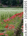 A cluster amaryllis that blooms at the ridges of rice fields 101468505
