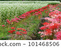 red spider lily 101468506