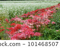 red spider lily 101468507