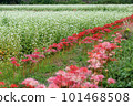 A cluster amaryllis that blooms at the ridges of rice fields 101468508