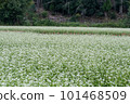 Soba field where white flowers bloomed 101468509