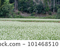 Soba field where white flowers bloomed 101468510