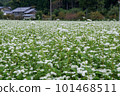 Landscape with a buckwheat field 101468511