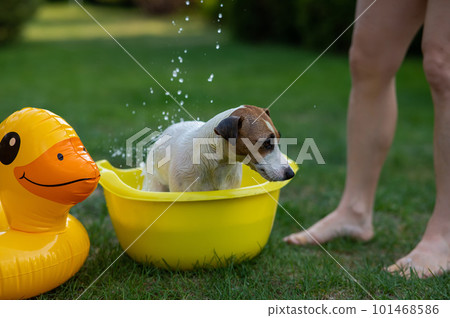 The owner washes the dog Jack Russell Terrier in a yellow basin on a green lawn. The owner washes the dog Jack Russell Terrier in a yellow basin on a green lawn. 101468586