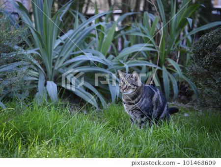 Grey cat with green eyes in the tropical thickets 101468609